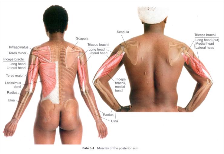 Anatomia masażu - P 5-4.JPG