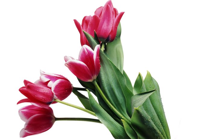 Tulipany - tulipany.jpg