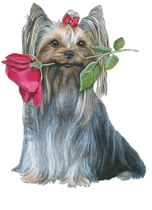 Gify - yorkshire terrier.gif