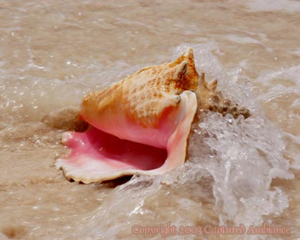 MUSZLE - Conch_Under_Way_7660_426x341.jpg