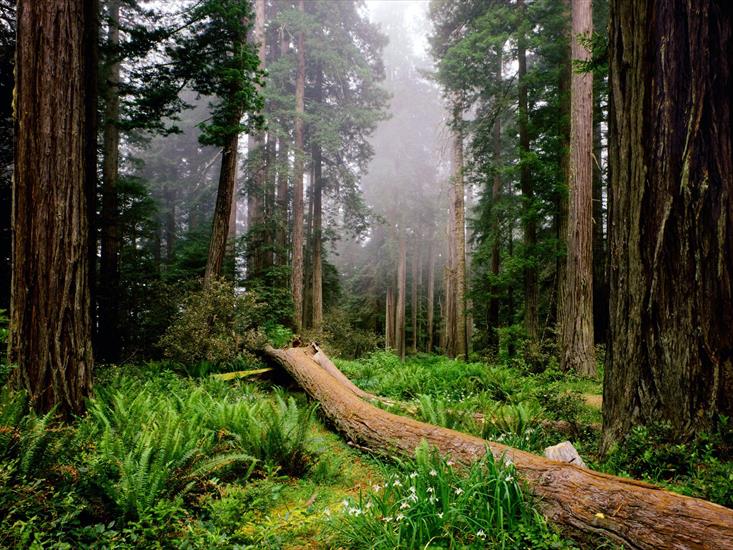 National Park USA Collection - Fallen-Nurse-Log,-Redwood-National-Park,-California.jpg